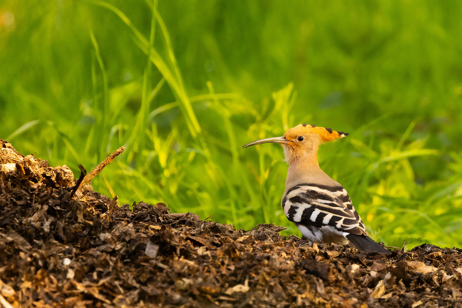 Hoopoe 