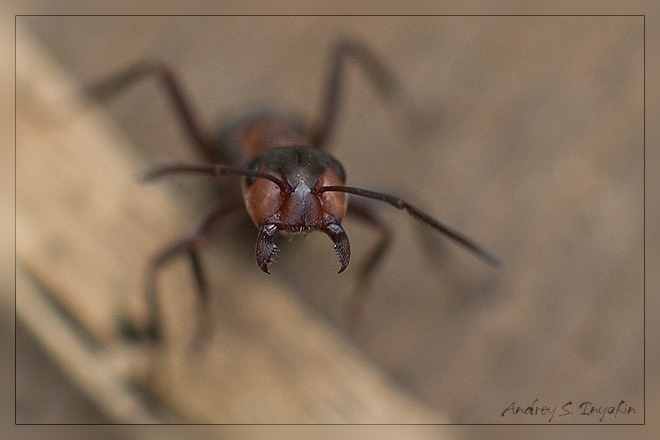 ant ant муравей зверюга