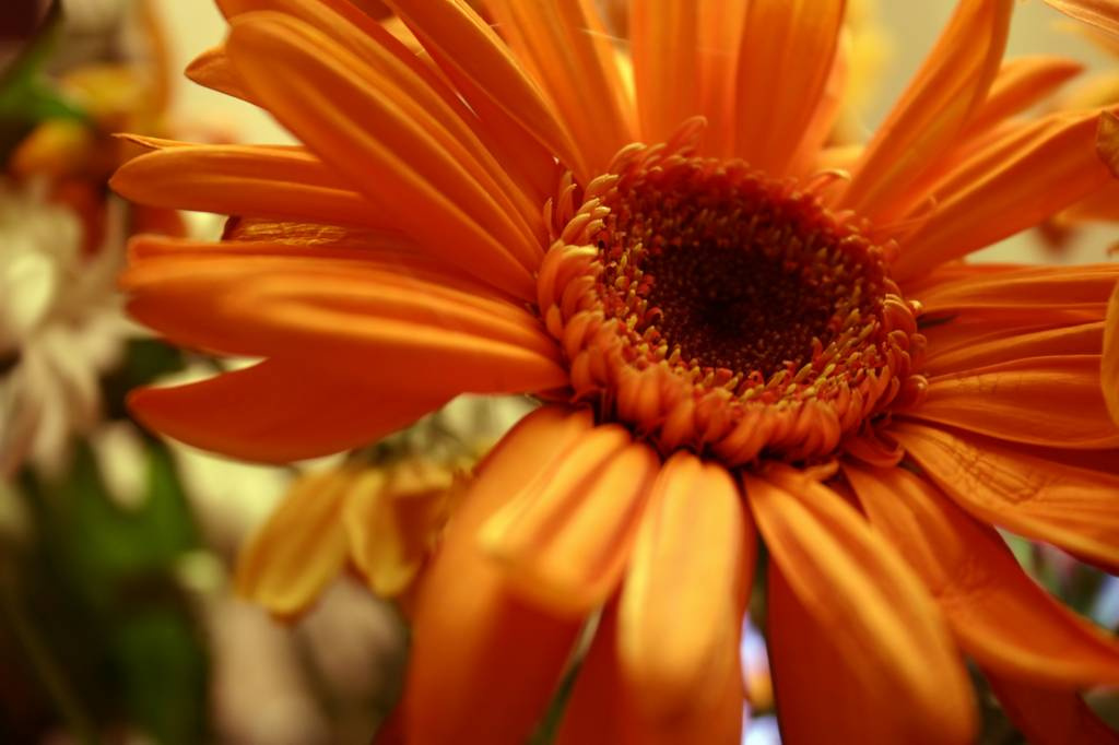 flower цветок