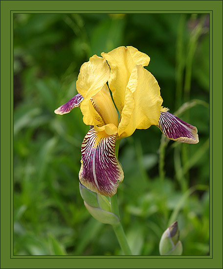 Postcard: Iris цветок