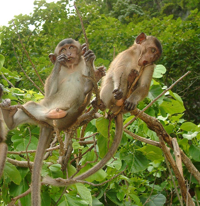 тупой и ещё тупее 