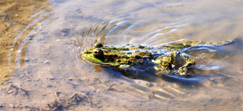 Frog 