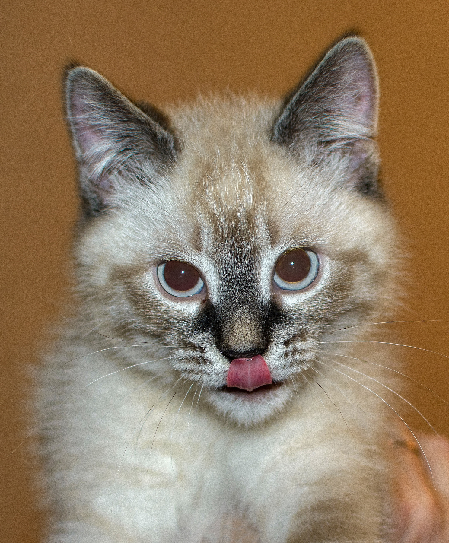Котик 