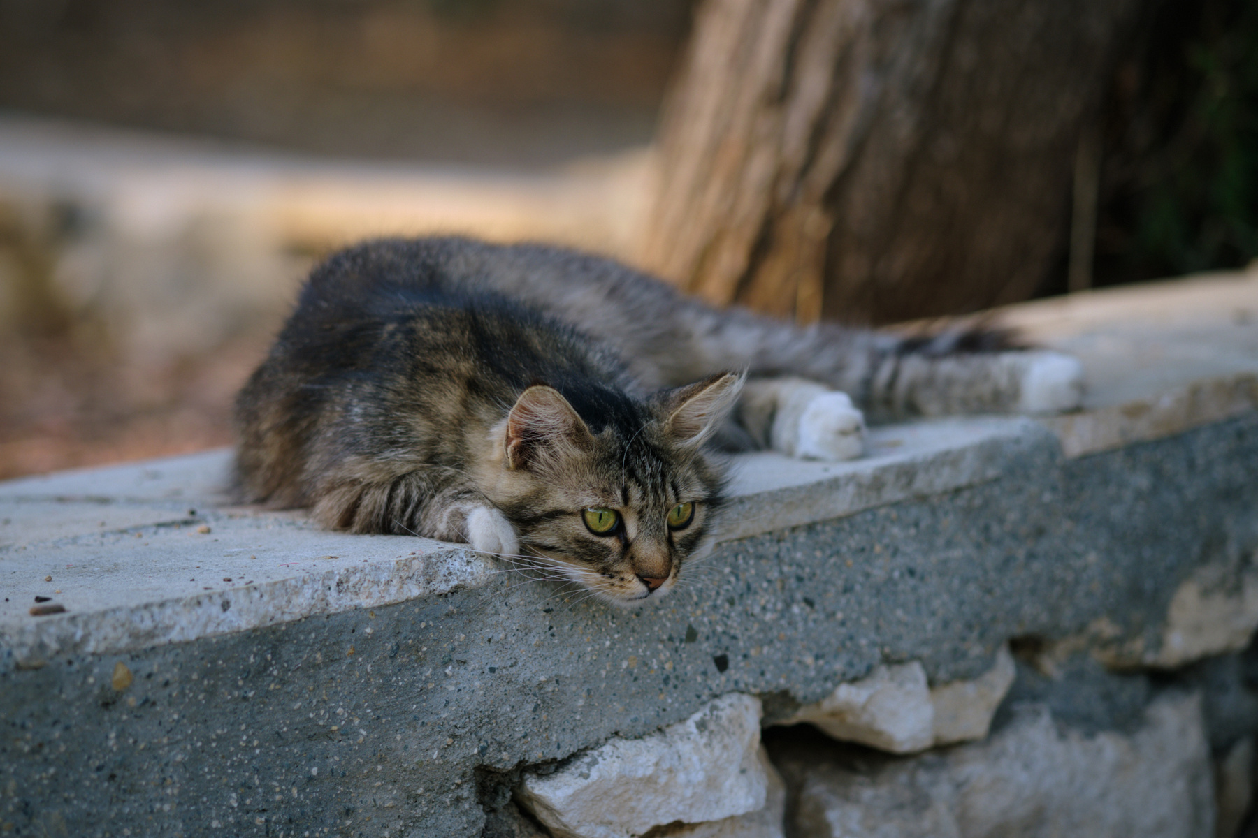 В парке-2 кошки котенок парк дерево