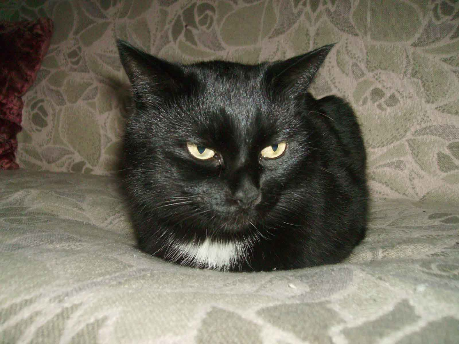 котик cat