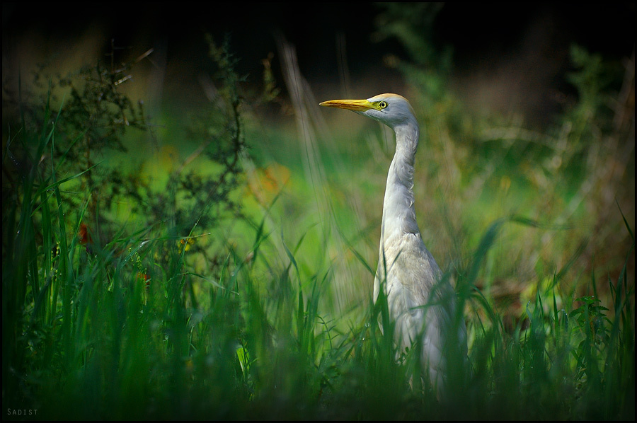National Geographic National Geographic