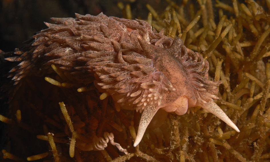 Aeolidia nudy 