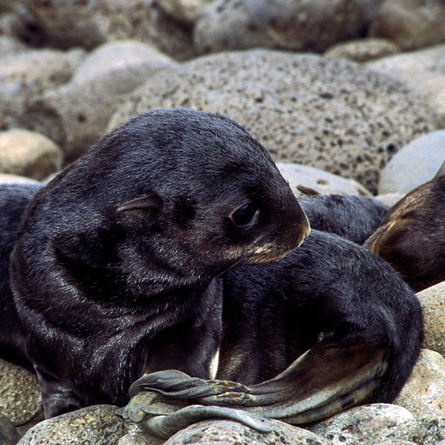 Холодно Северный морской котик, Callorhinus ursinus, Northern Fur Seal, St. Paul Island, Alaska