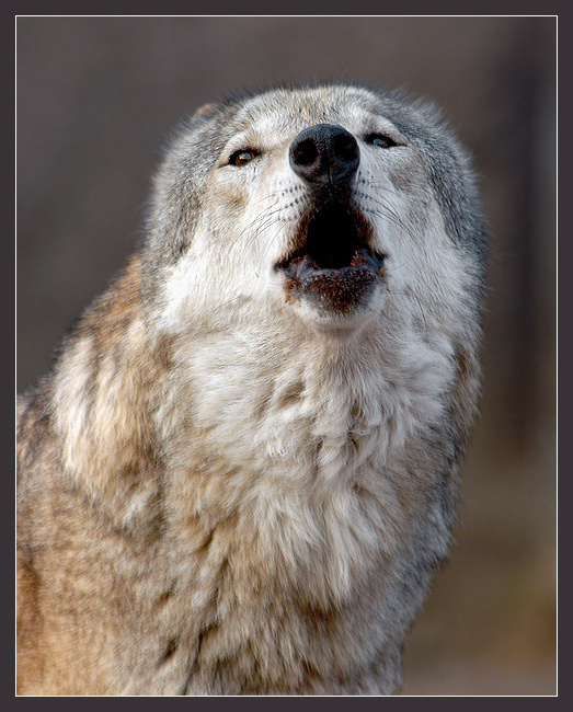 Ария Ядвиги волк Canis lupus