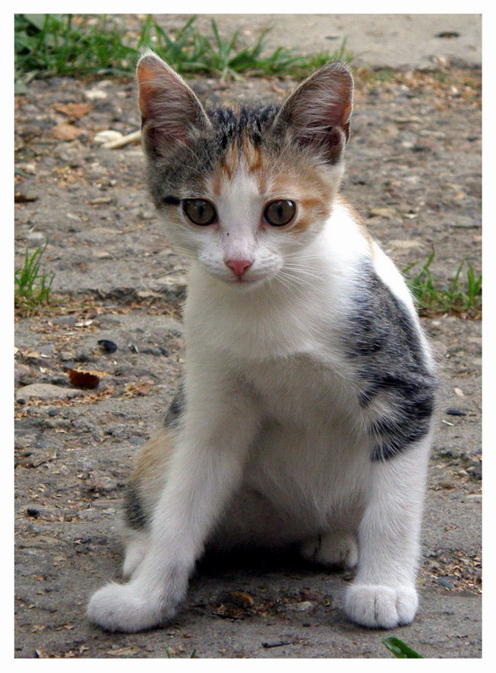 Тя! Котенок удивление познание юность