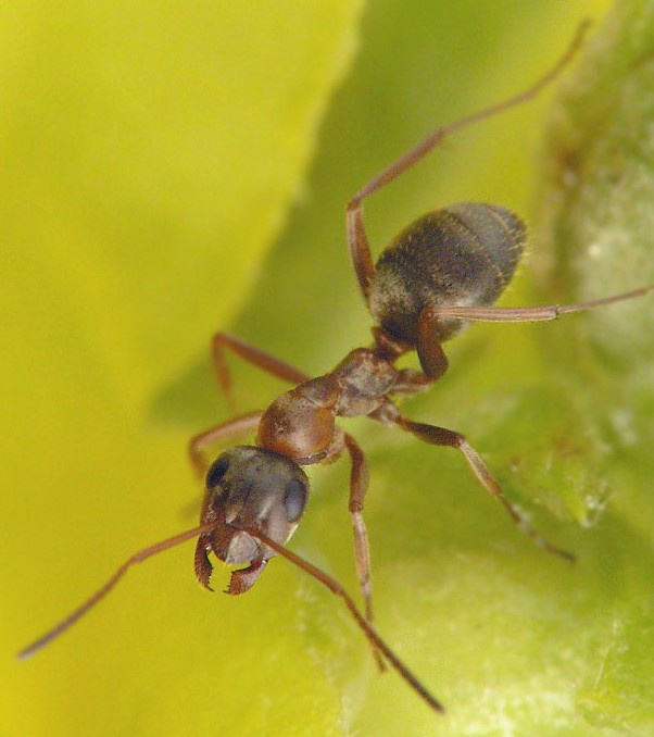 Гуливер среди лиллипутов :о) муравей formica sp.