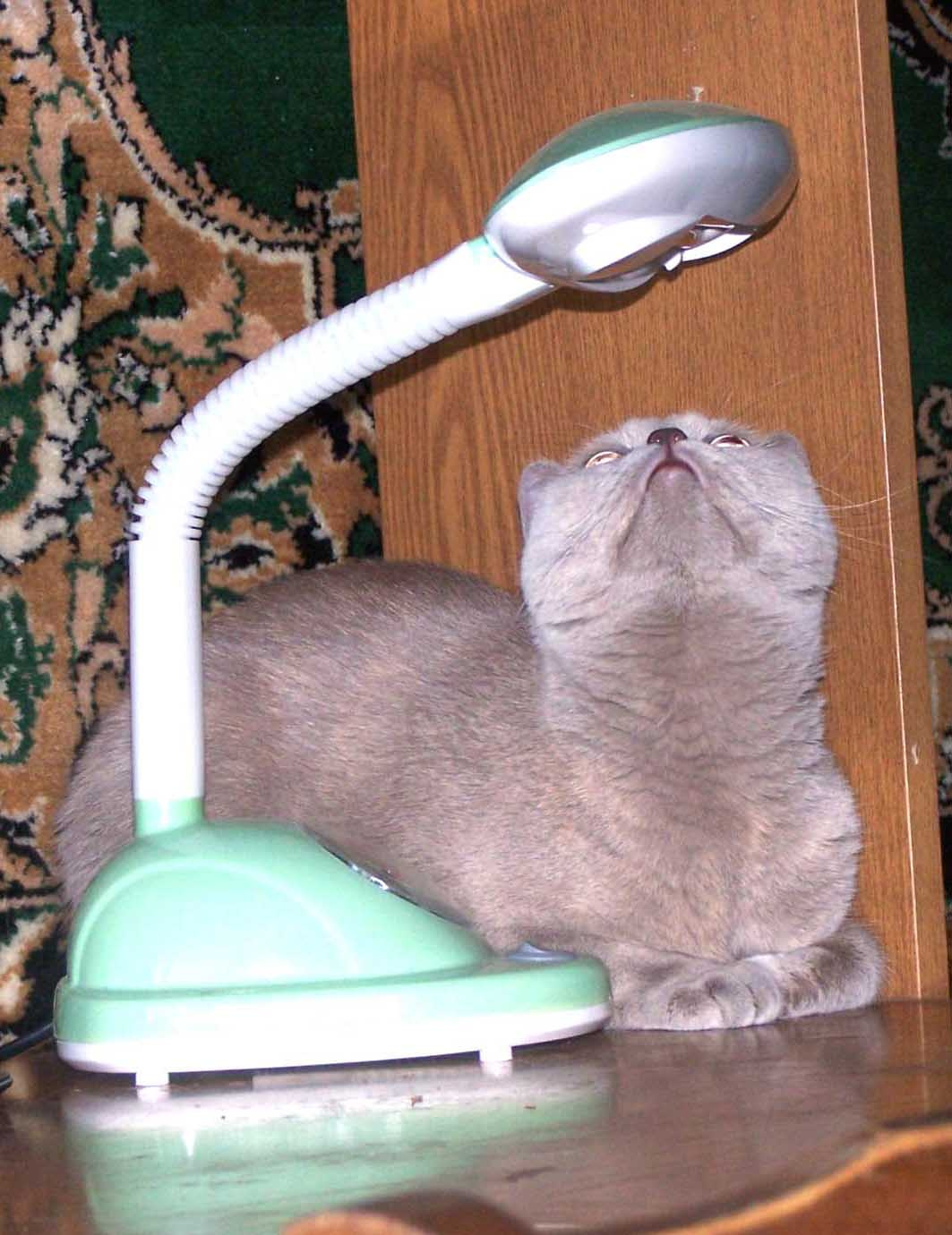 кошачий солярий КОШКА, ЛАМПА