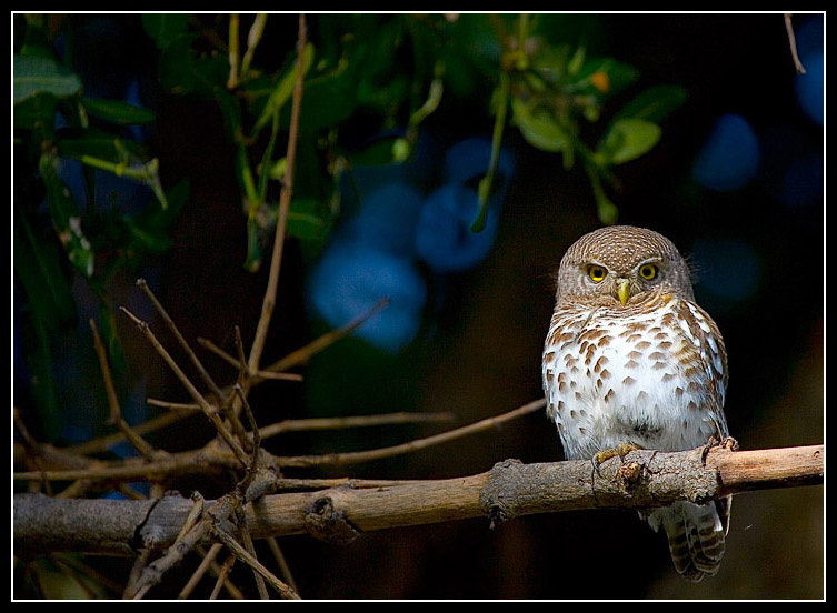 Barred Owl сова