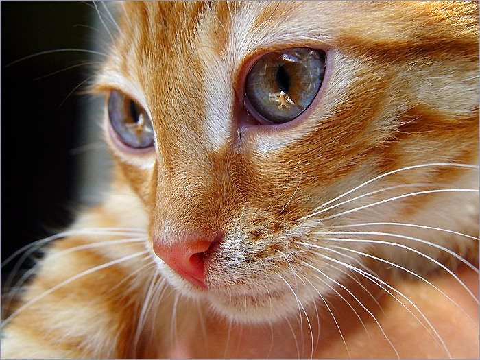 red cat рыжий кот