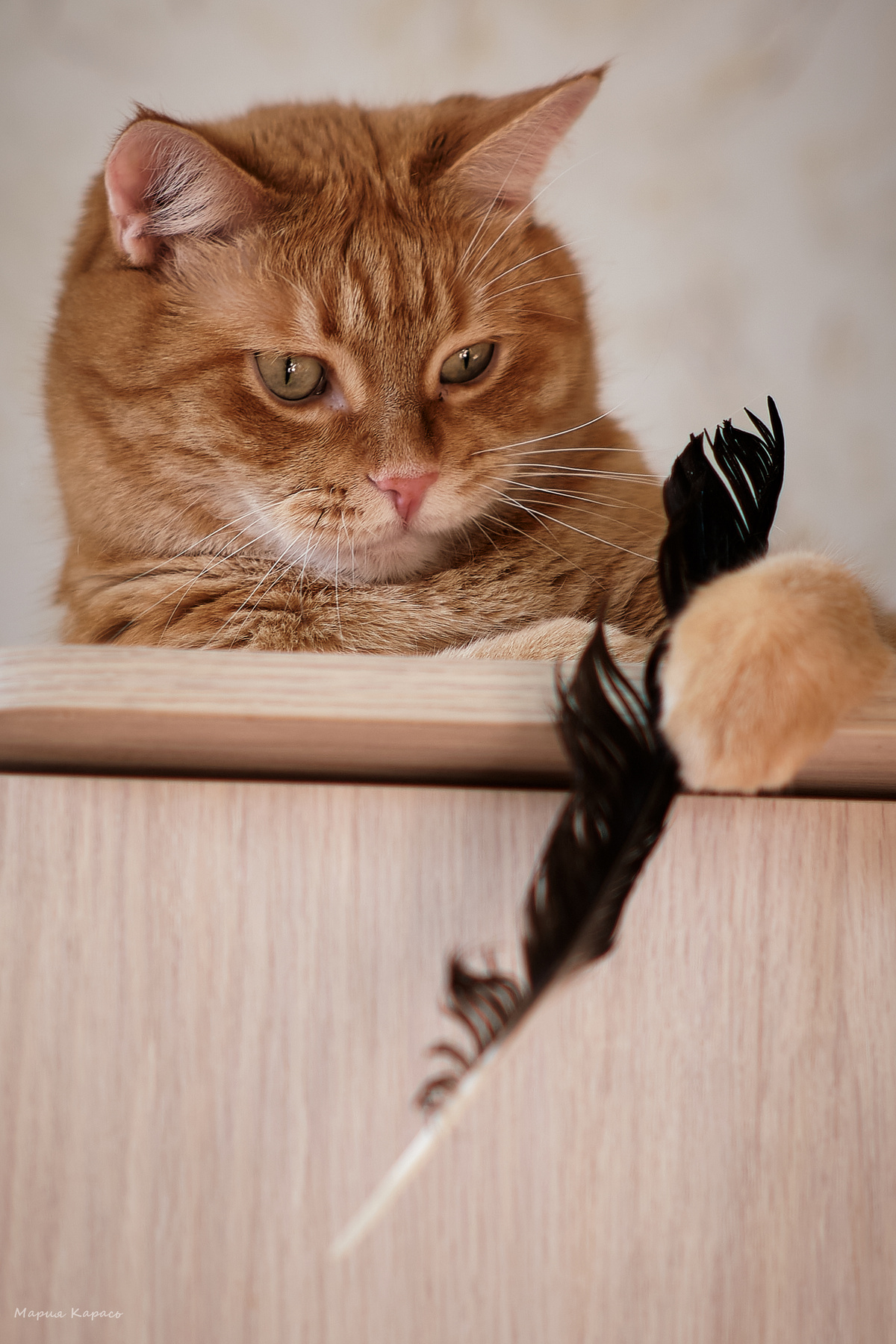 Кот с пером 