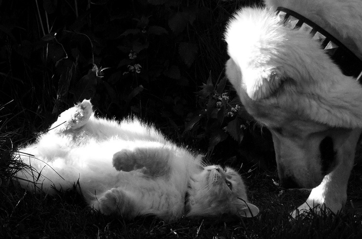 Привет, Большой Брат! 