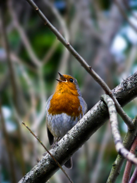 Robin птицы