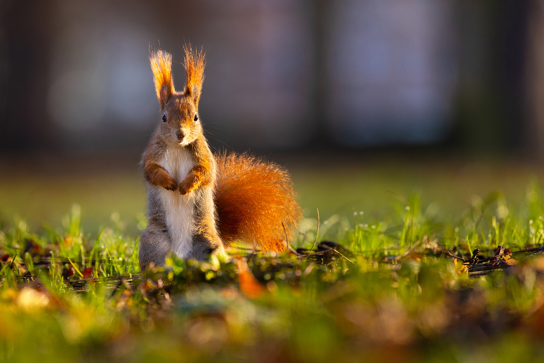 Squirrel 