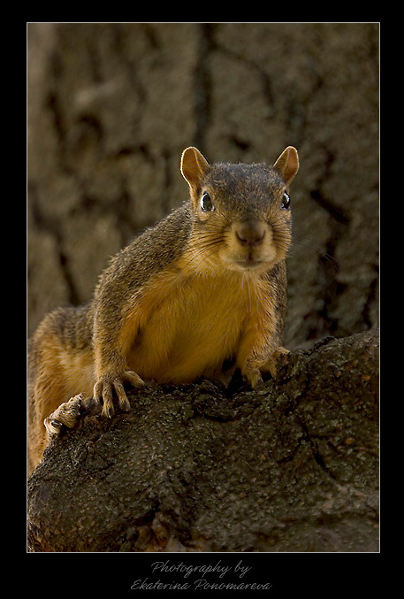 Hey you, get out of here! squerel animals