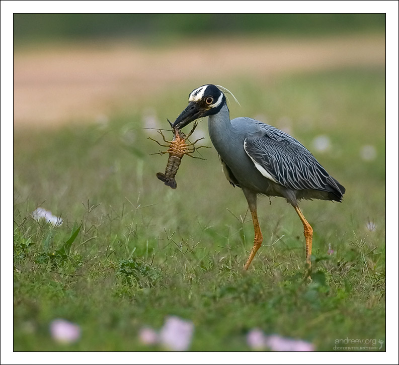 Этот рак уже не свистнет цапля Yellow-crowned Night Heron Техас