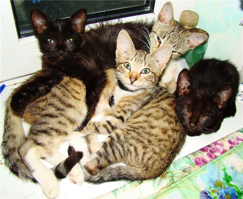Отдых на няньке котята, кошки