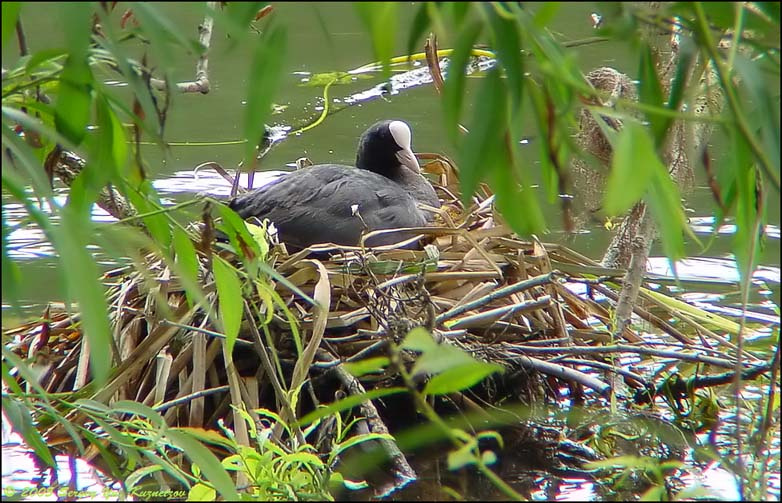 Лысуха (Fulica atra L.) на гнезде Лысуха  гнездо река Темза