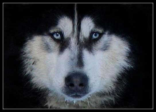 Husky Husky