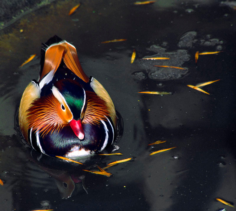 Мандаринка (Aix galericulata) Мандаринка, duck, zoo, зоопарк