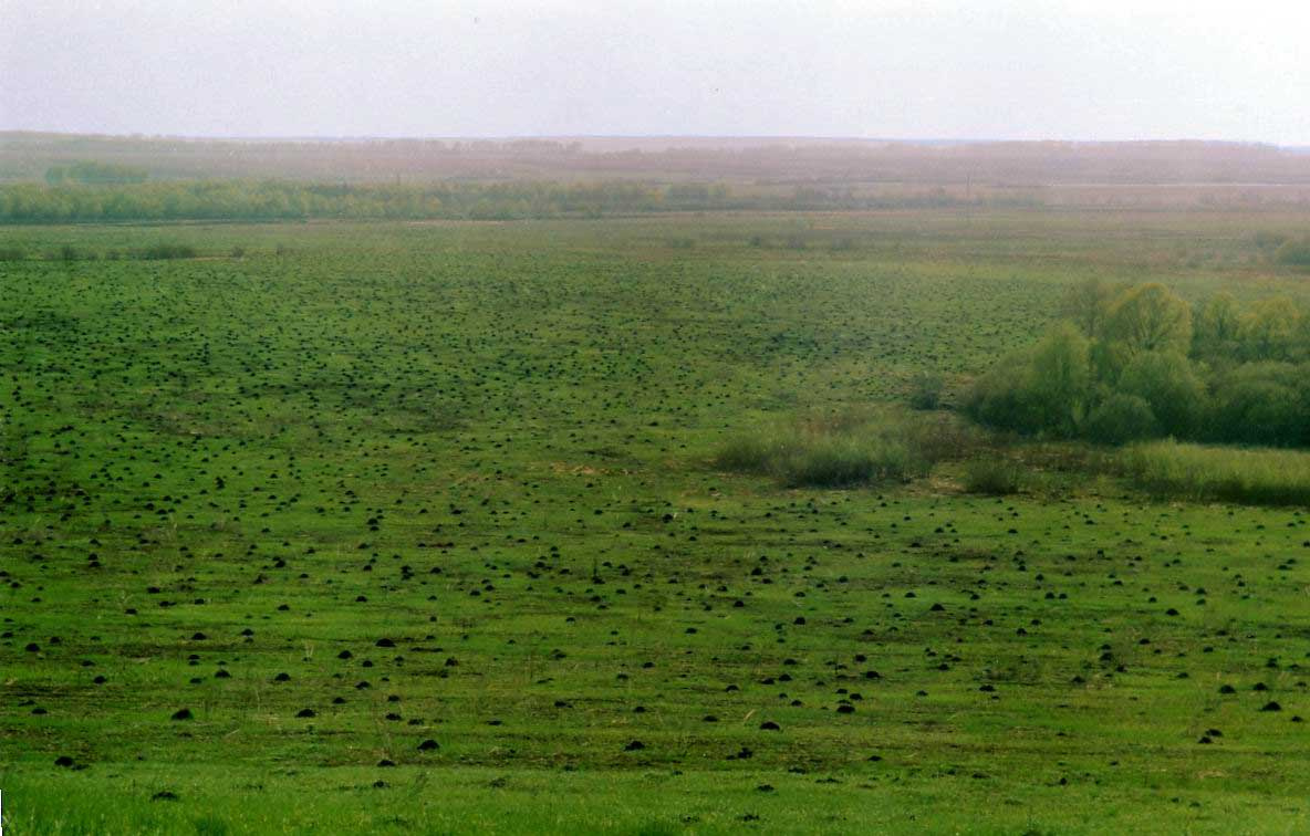 Царство кротов Кроты, поле