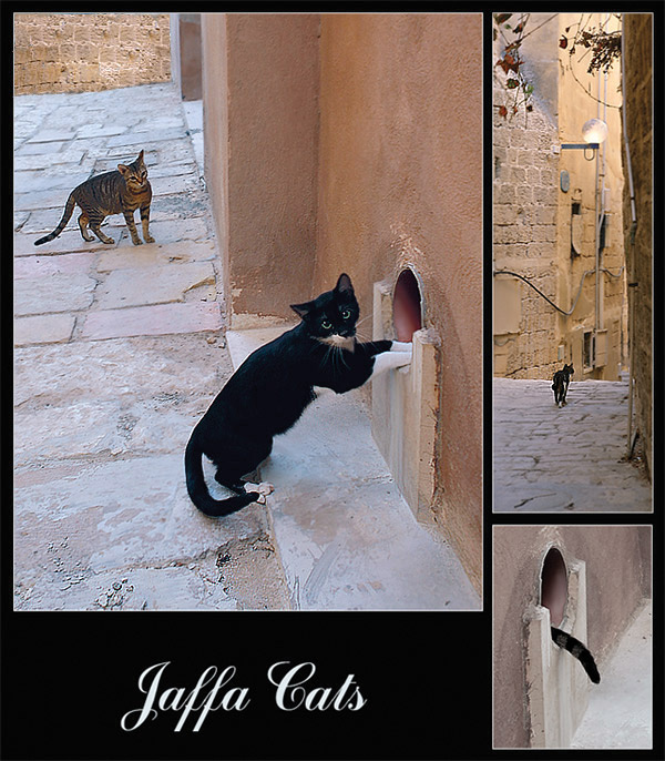 Jaffa Cats (Israel#2) Израиль Кошка Jaffa