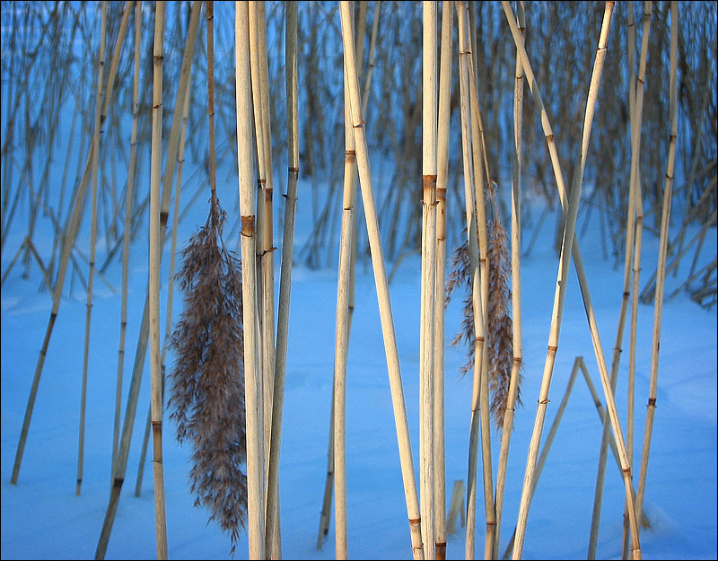 MiniBamboo тросник зима снег речка