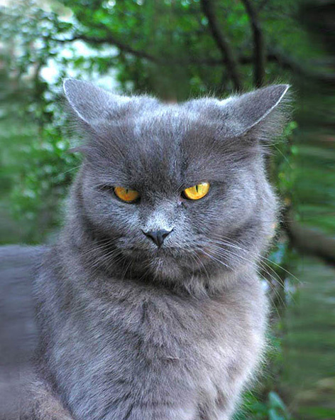Хозяин двора Кот