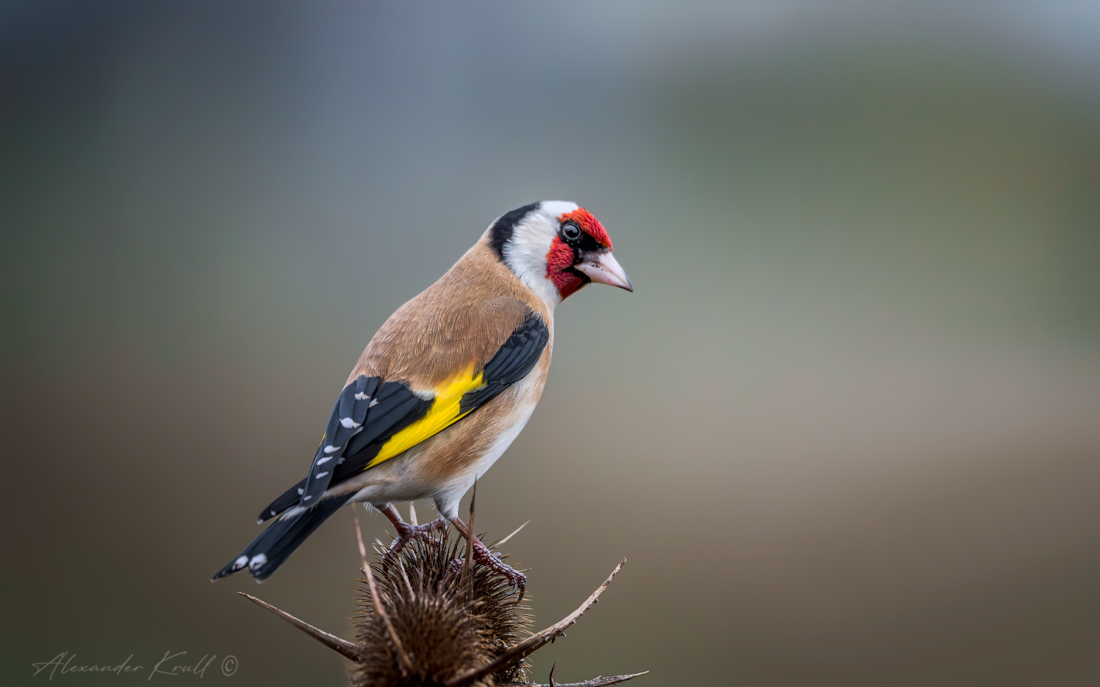 Подозрительность щегол черноголовый обыкновенный carduelis