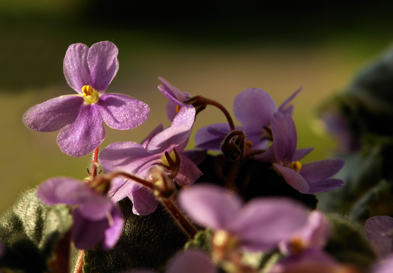 purple mood фиалки