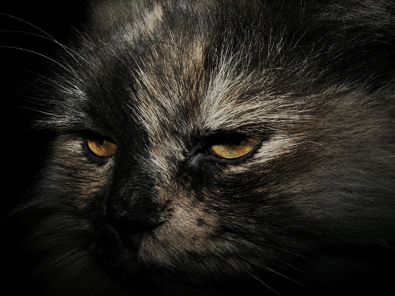 Хозяин, чего ты прицепился!? Я устала, не видишь...?! кошка зараза шляется по ночам