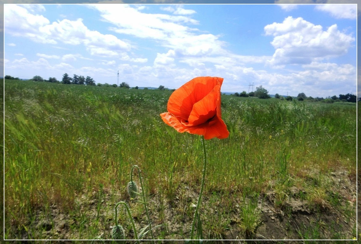 В  ПОЛЕ 