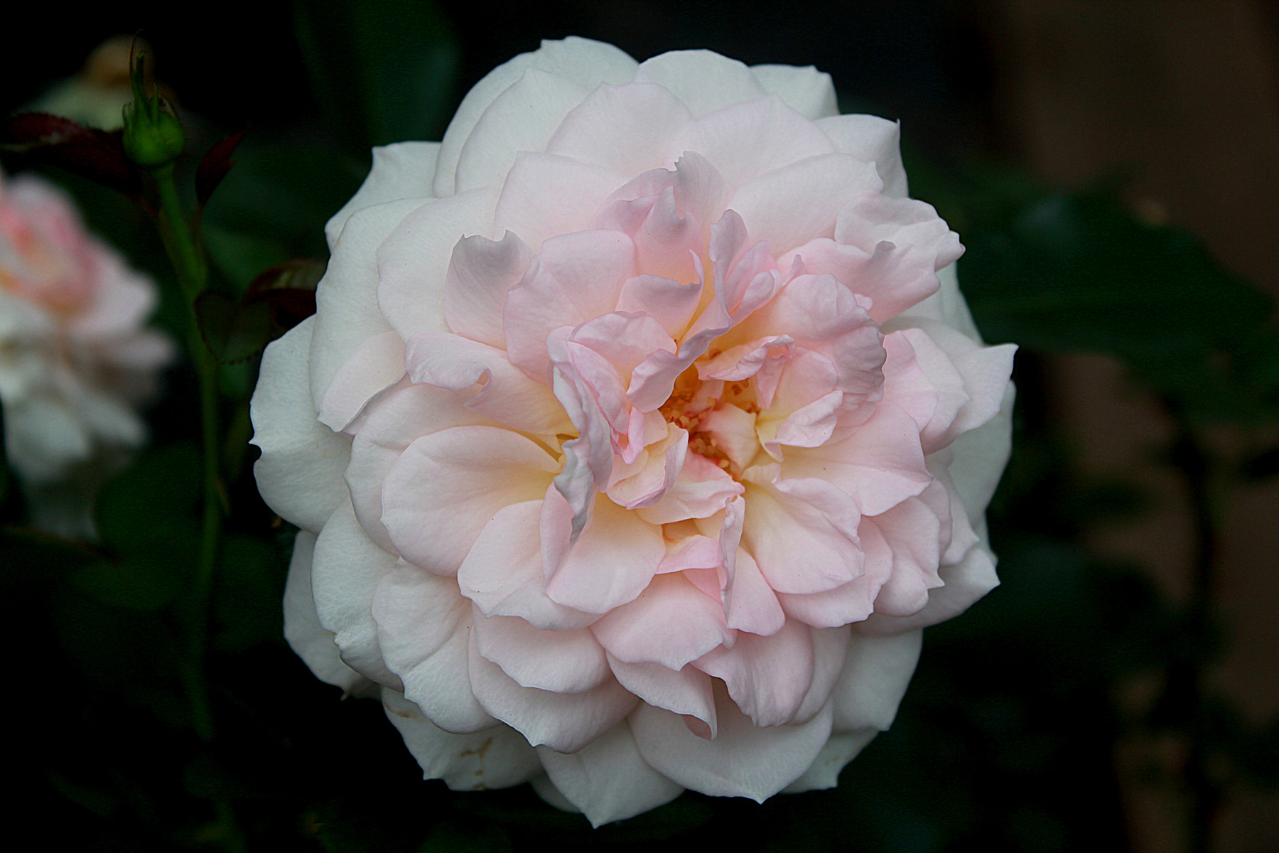 Зефир. роза природа цветок красота