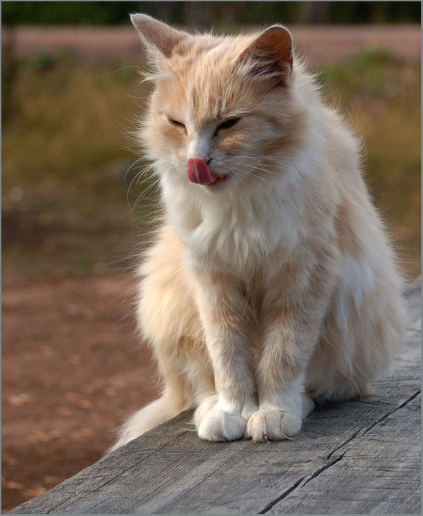 Валаамский кот 