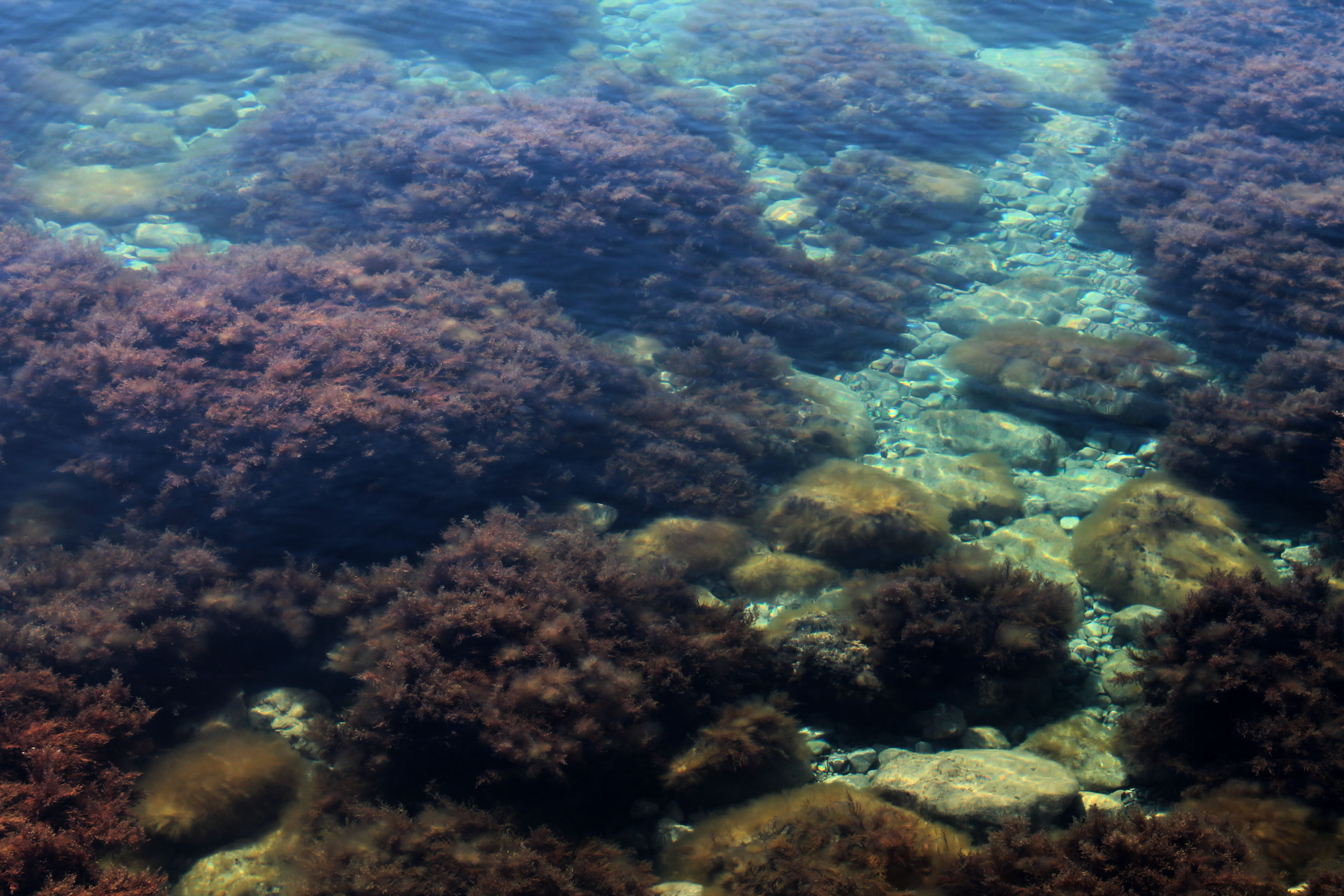 На морском дне море, крым, морское дно, форосс