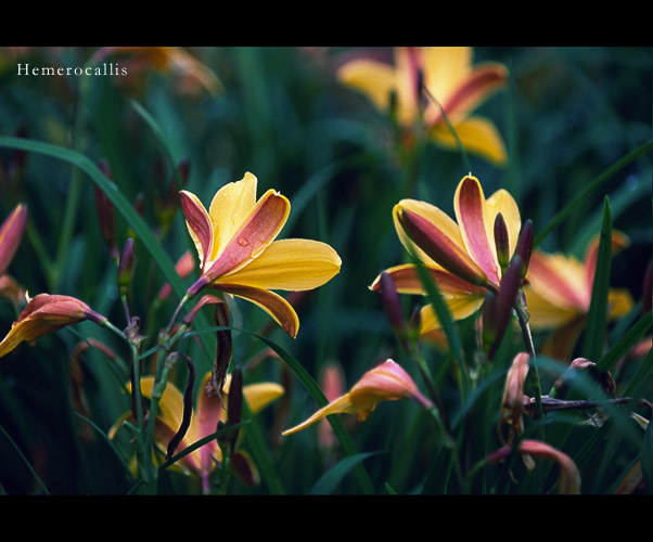 разговор красоднев, hemerocallis