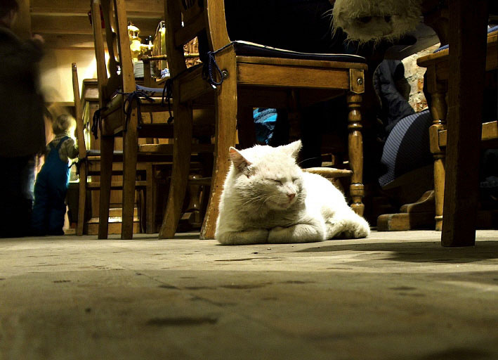 don\'t disturb, please cat, disturb