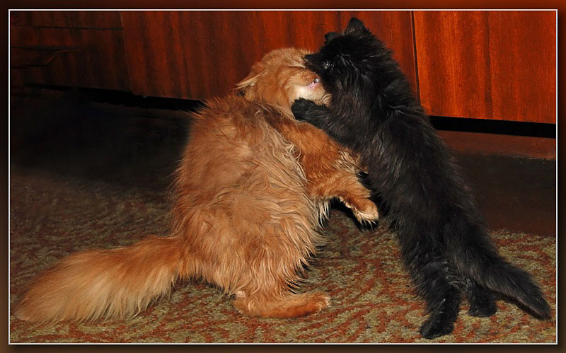 Маленькая мучительница кошки котёнок игра прыжок