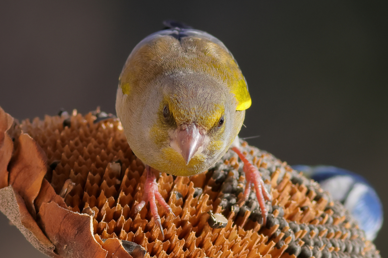 Angry bird 
