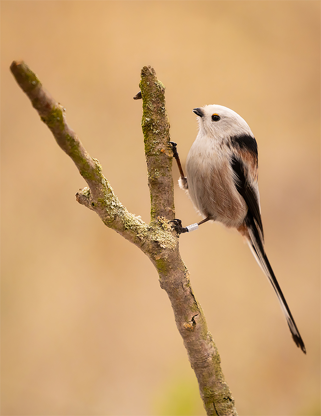 Long-tailed 