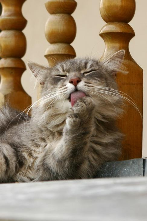 Кошачий кайф кошка лапа кайф язык