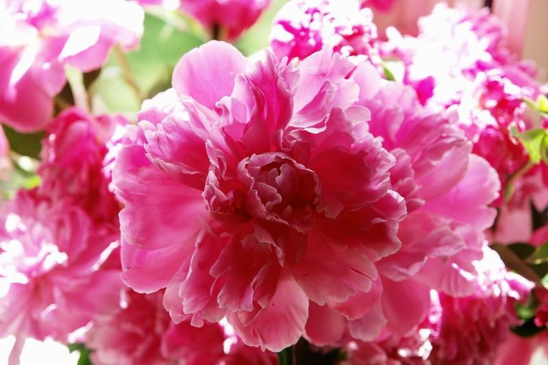 the pink пионы цветы букет