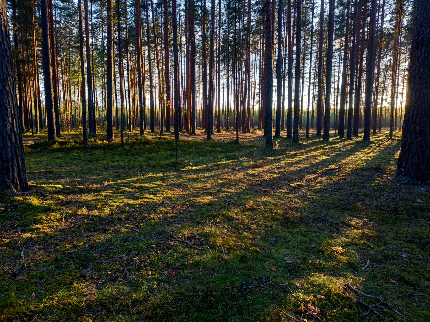 длинные тени лес закат деревья солнце