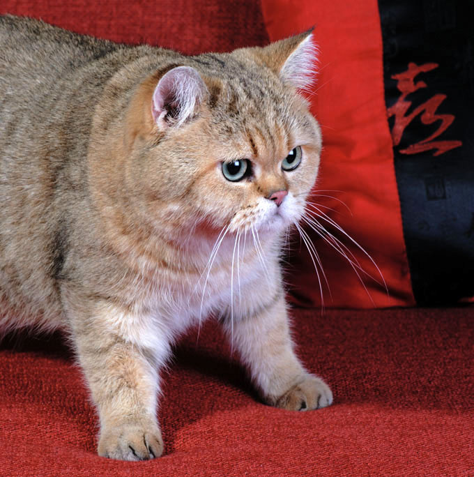 Хозяин  дивана. Кот, диван.
