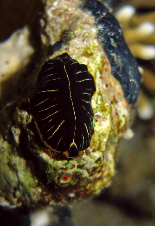 Nudibranchia 