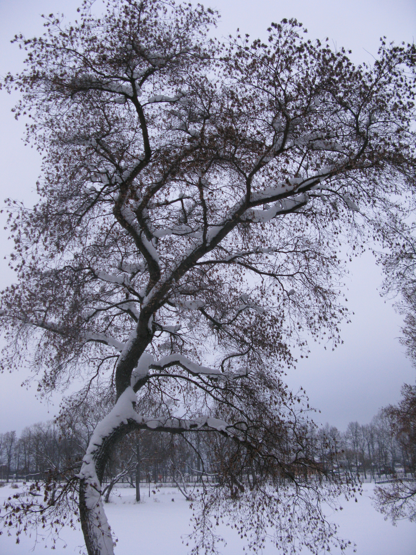 Японские мотивы зима